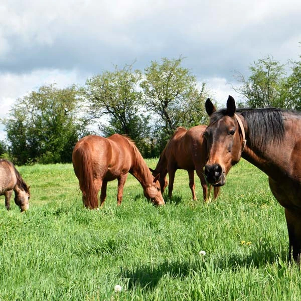 Pension pour chevaux à Clerlande, Puy-de-Dôme